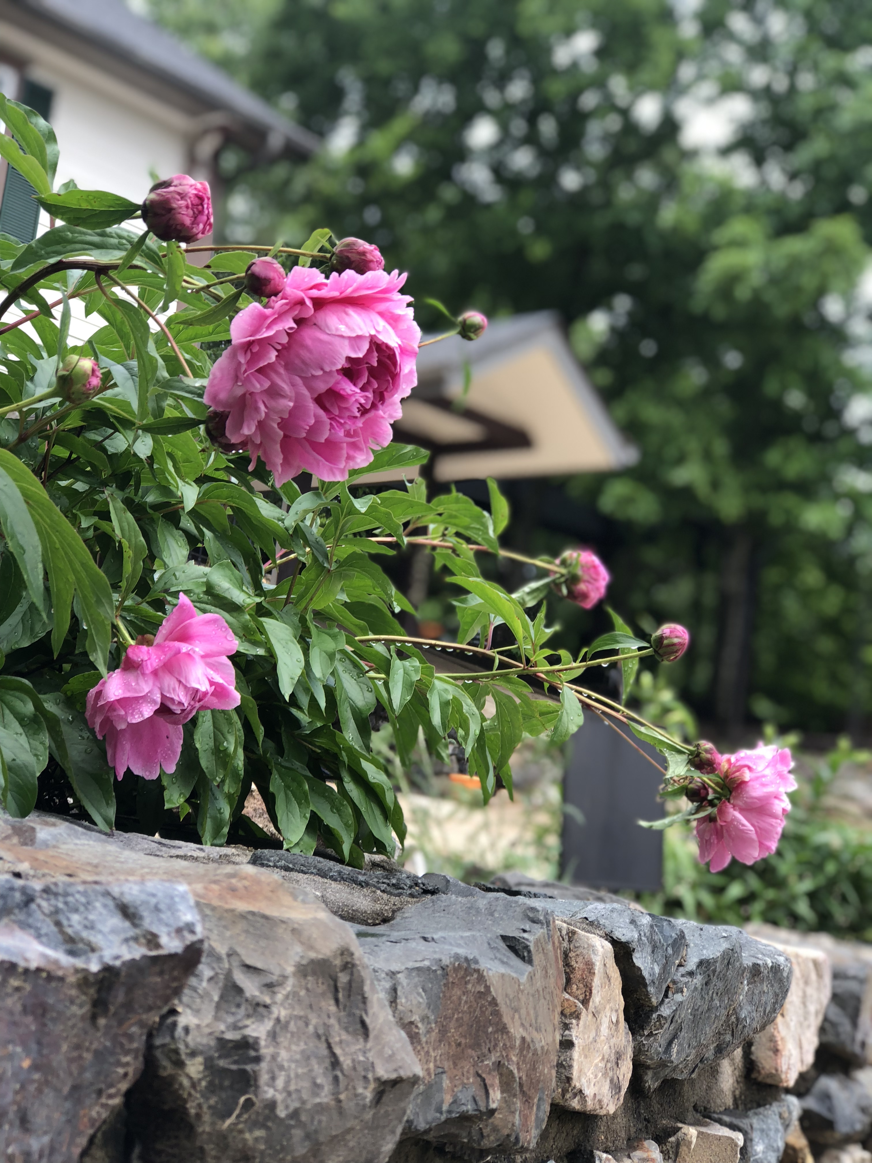 Garden greenery