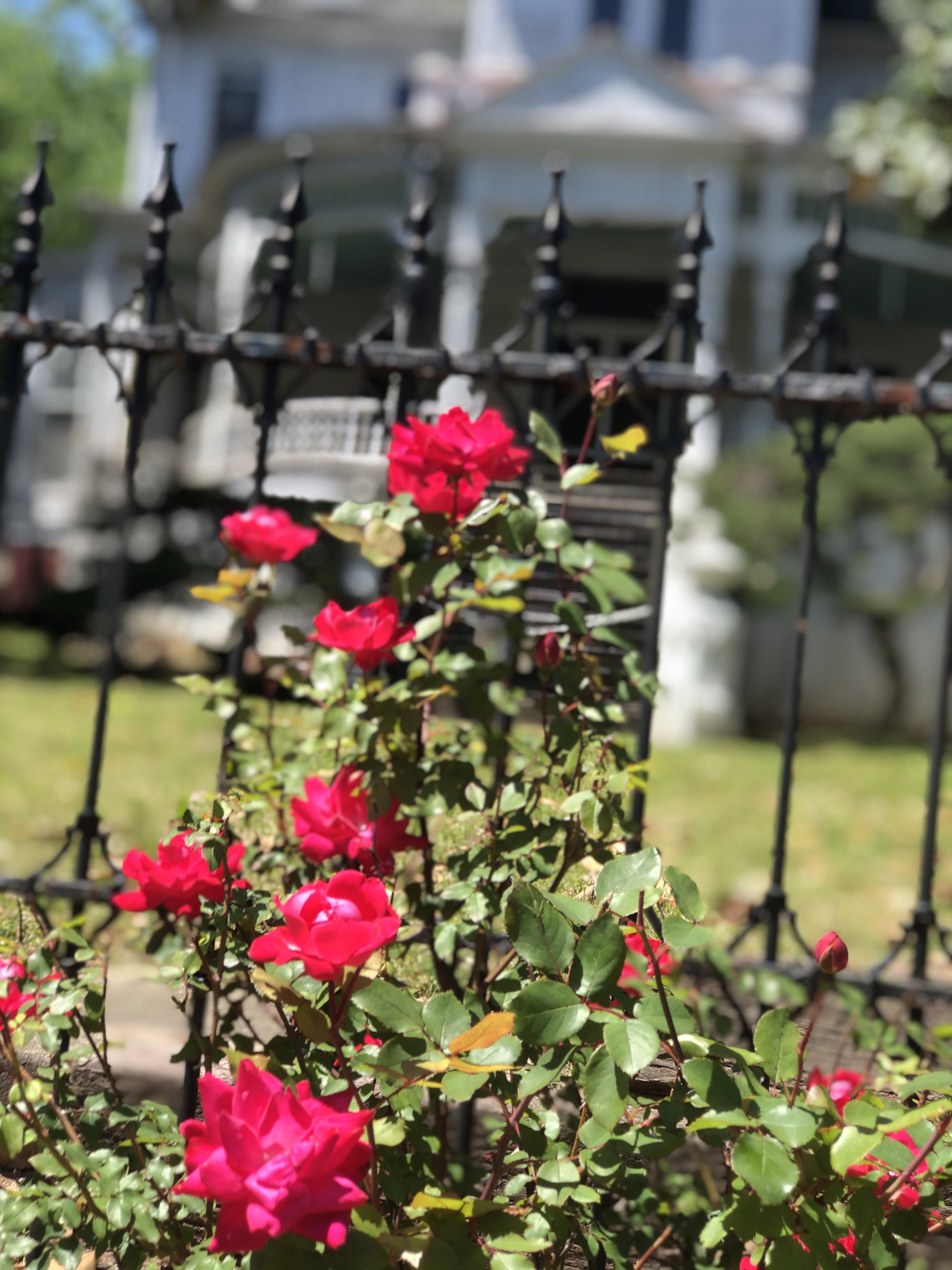 The Magnolia gardens