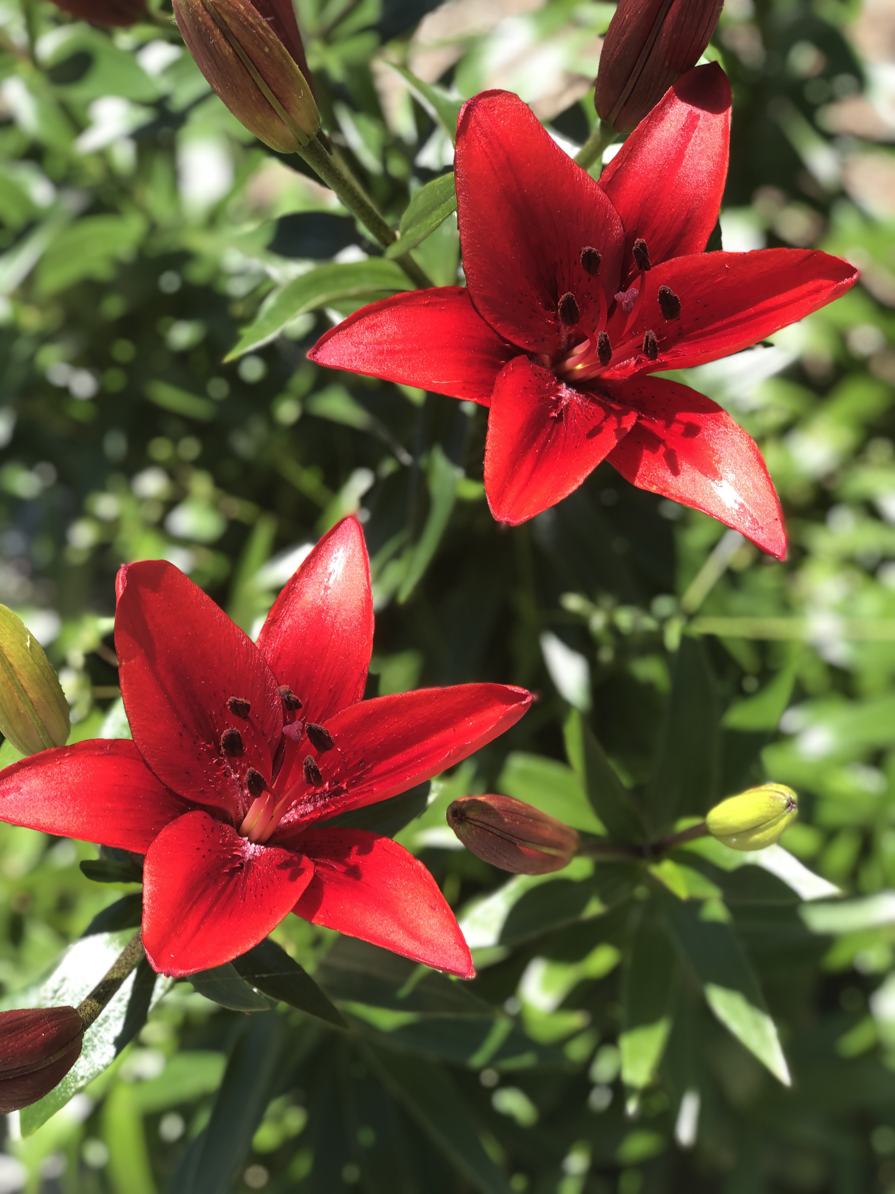 The Magnolia gardens